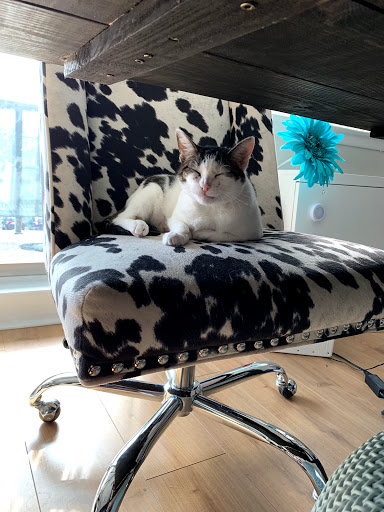 Pet Supply Store «PetSmart», reviews and photos, 220 Commerce Blvd, Fairless Hills, PA 19030, USA