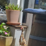 Photo n° 12 de l'avis de philippe.l fait le 19/07/2023 à 12:42 pour La Cigogne à Soyaux