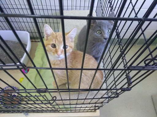 Butler County Humane Society, 1015 Evans City Rd, Renfrew, PA 16053, Animal Protection Organization