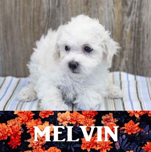 Pet Store «Pet Express», reviews and photos, 100 Independence Way, Danvers, MA 01923, USA