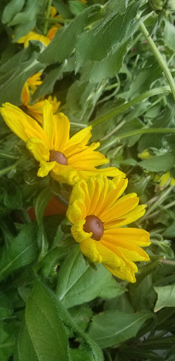 Farm «Lewin Farms», reviews and photos, 812 Sound Ave, Calverton, NY 11933, USA