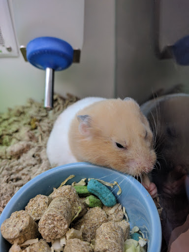 Pet Supply Store «Petco Animal Supplies», reviews and photos, 3012 Bridgepointe Pkwy, San Mateo, CA 94404, USA