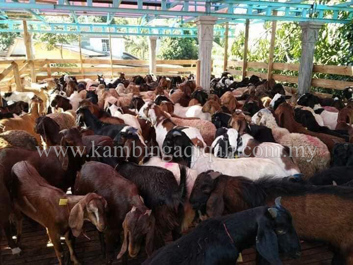 Kambing Aqiqah Murah Pak Wan