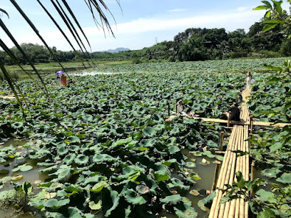 Hồ Sen An Khang