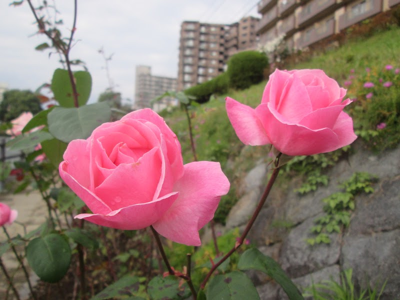 みちのく盛岡心のふるさと