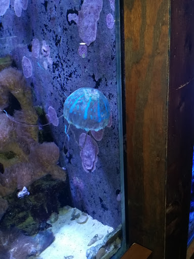 Aquarium Shop «Exotic Aquariums», reviews and photos, 7399 Bird Rd, Miami, FL 33155, USA