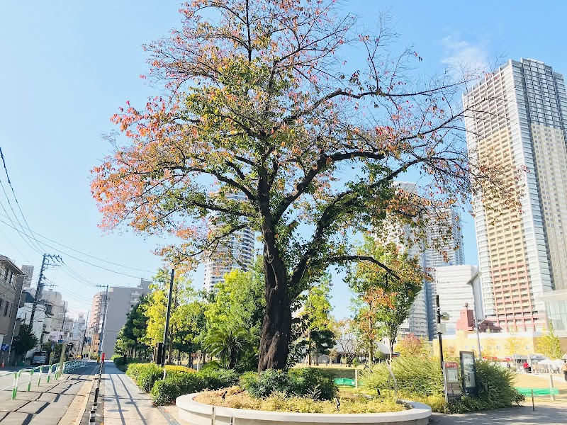 造幣局跡地の桜