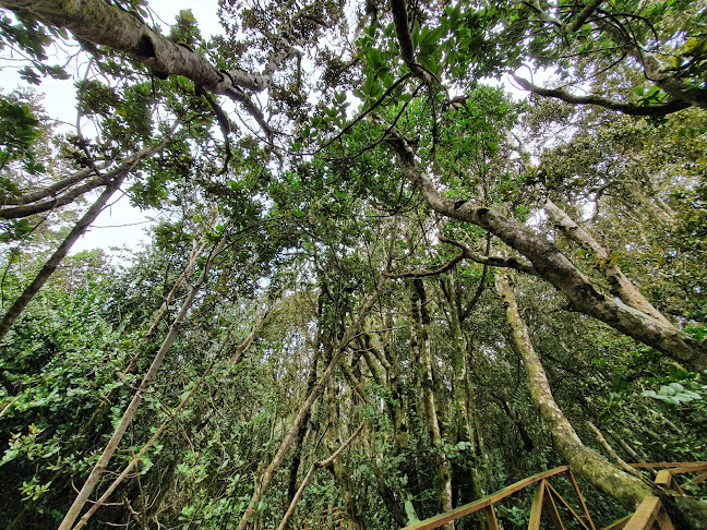 Comentarios y opiniones de Parque Nacional Bosque Fray Jorge