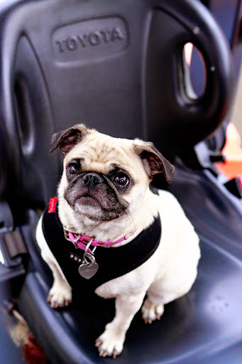 East Coast Auto Salvage Inc, 733 Killingworth Rd, Higganum, CT 06441, USA, 