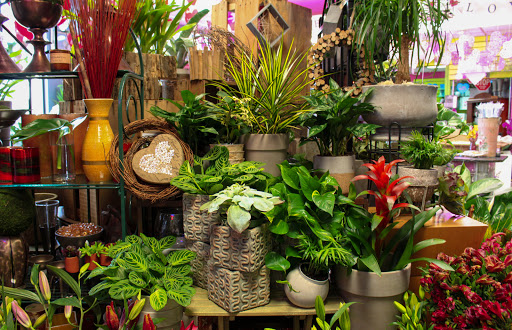 Plant shops in Salt Lake CIty