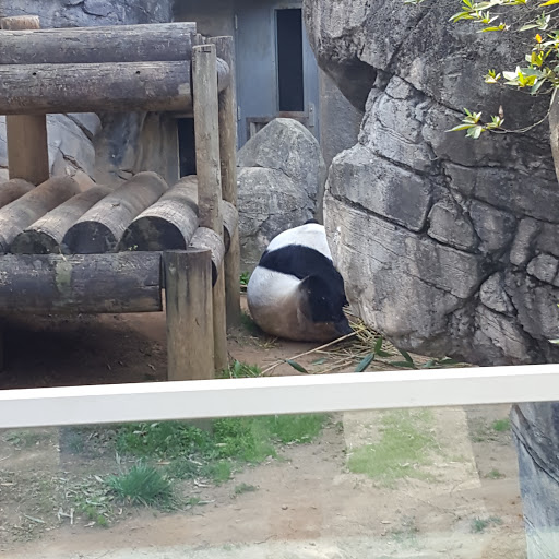Zoo «Zoo Atlanta», reviews and photos, 800 Cherokee Ave SE, Atlanta, GA 30315, USA