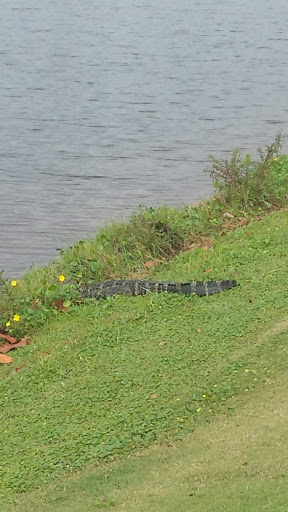 Golf Course «Indian Hills Golf Course», reviews and photos, 1600 S 3rd St, Fort Pierce, FL 34950, USA