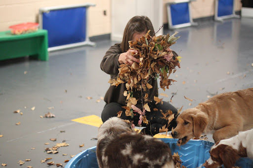 Metro Dogs Daycare