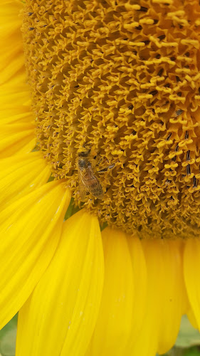 Centre de formation Au Cœur de la Nature - Christophe Bichon Espeluche