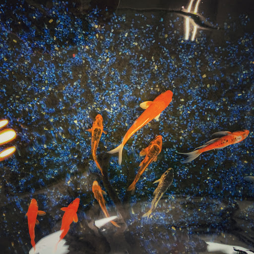 Pet Store «Pets Plus», reviews and photos, 151 Lincoln Hwy, Fairless Hills, PA 19030, USA