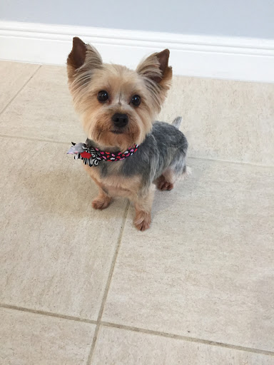 Pet Groomer «ITIG Happy Dog Wash», reviews and photos, 6465 S Chickasaw Trail, Orlando, FL 32829, USA