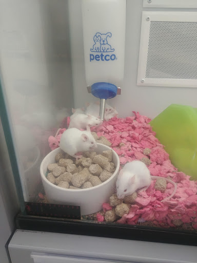 Pet Supply Store «Petco Animal Supplies», reviews and photos, 777 Stillwater Ave, Bangor, ME 04401, USA