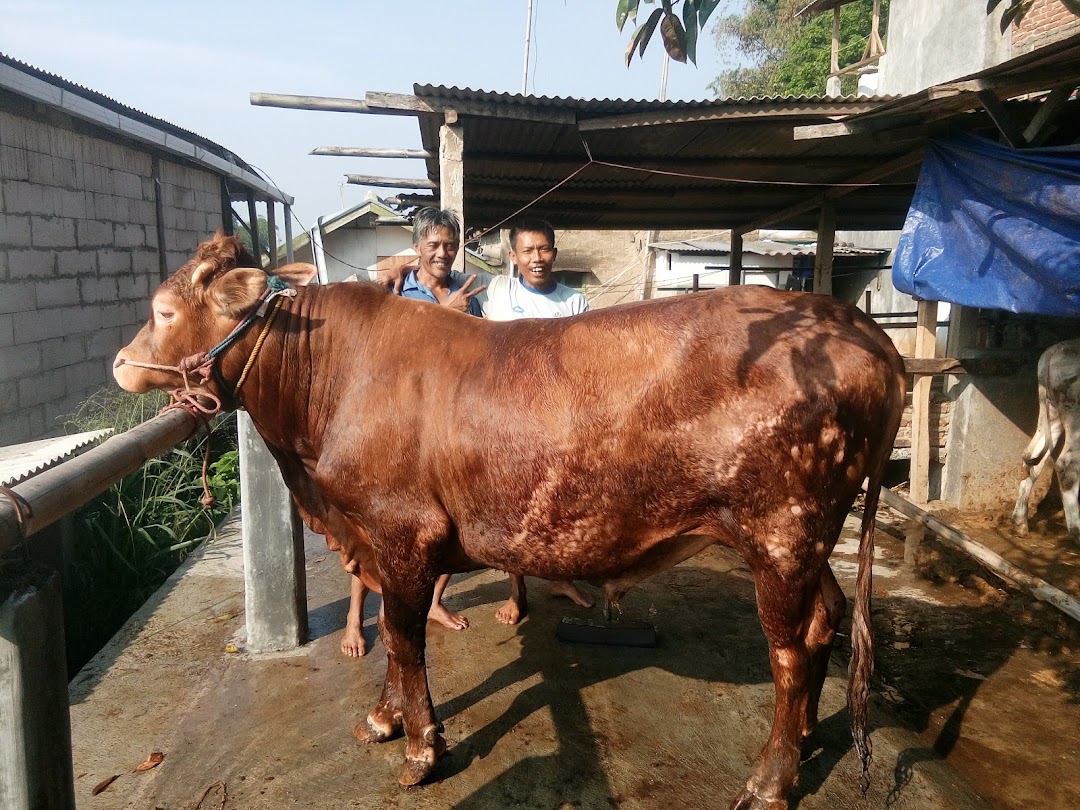 Pusat penjualan hewan qurban & aqiqah kandang sapi mandiri
