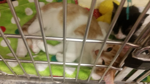 Pet Supply Store «PetSmart», reviews and photos, 1900 W International Speedway Blvd, Daytona Beach, FL 32114, USA