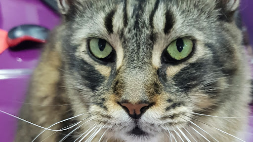 Clínica Veterinaria Nigúry Centre en La Línea de la Concepción