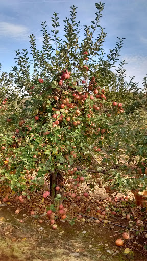 Produce Market «Race Farm», reviews and photos, 87 Belcher Rd, Blairstown, NJ 07825, USA