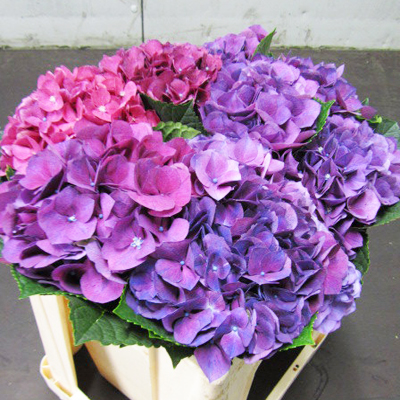 Florist «Cityside Flowers», reviews and photos, 330 US-46 #2, Fairfield, NJ 07004, USA