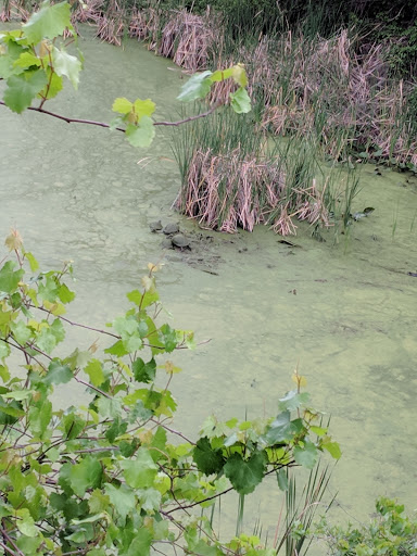 Recreation Center «Balm Park Recreation Center», reviews and photos, 14747 Balm Wimauma Rd, Wimauma, FL 33598, USA