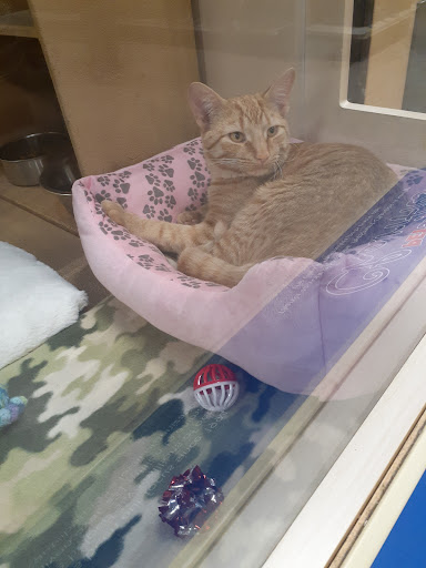 Pet Supply Store «PetSmart», reviews and photos, 1183 Berkshire Blvd, Wyomissing, PA 19610, USA