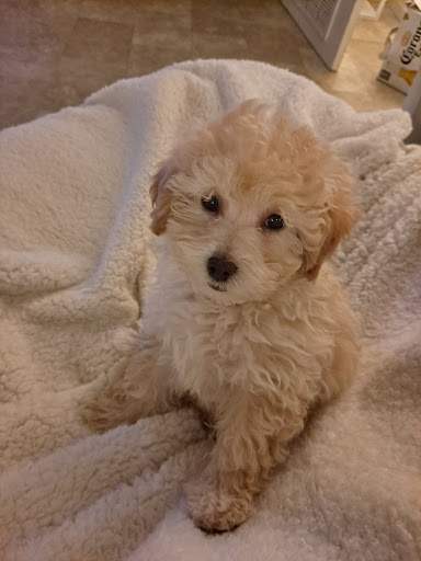 Pet Supply Store «Petco Animal Supplies», reviews and photos, 324 S College Rd, Wilmington, NC 28403, USA