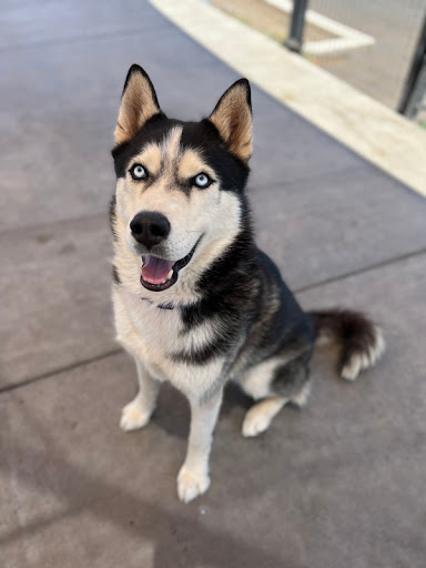 Pet Store «Animal Kingdom», reviews and photos, 5000 S Arizona Mills Cir, Tempe, AZ 85282, USA