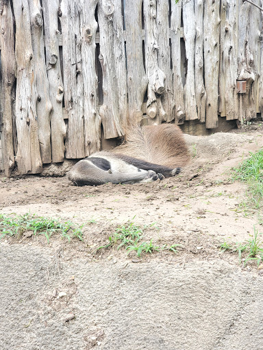 Zoo «Dallas Zoological Society», reviews and photos, 650 S R L Thornton Fwy, Dallas, TX 75203, USA