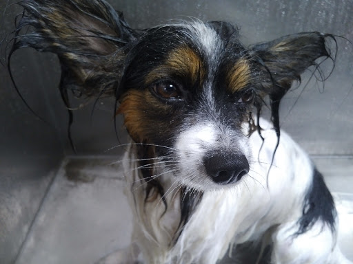 Pet Supply Store «Lemos Feed & Pet Supply», reviews and photos, 1320 Main St, Morro Bay, CA 93442, USA