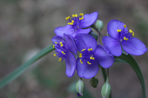 Nature Preserve «Al Sabo Land Preserve», reviews and photos, 6310 Texas Dr, Kalamazoo, MI 49009, USA