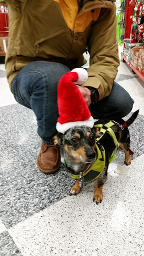 Pet Supply Store «Petco Animal Supplies», reviews and photos, 4209 Wheaton Way, Bremerton, WA 98310, USA