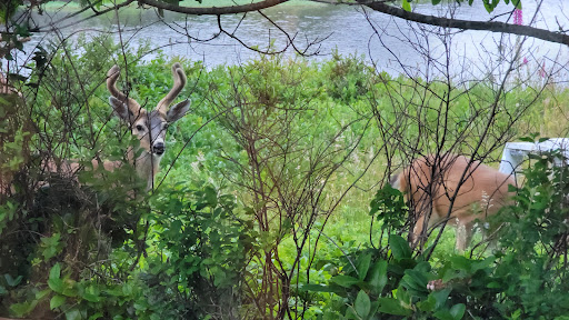 Public Golf Course «Ocean Shores Golf Course», reviews and photos, 500 Canal Dr NE, Ocean Shores, WA 98569, USA