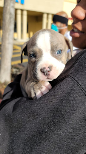 Pet Supply Store «PetSmart», reviews and photos, 4655 Century Blvd, Pittsburg, CA 94565, USA