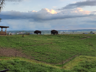 Enclos Bison à Rhodes
