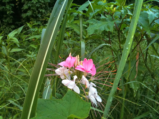 Nature Preserve «Daniel Johnson Nature Preserve», reviews and photos, 1301 Beech Valley Rd NE, Atlanta, GA 30306, USA