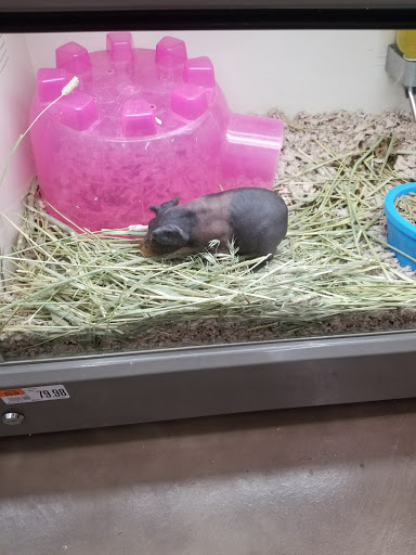 Pet Supply Store «Pet Supplies Plus», reviews and photos, 208 St James Ave, Goose Creek, SC 29445, USA