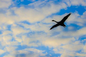 Hirakawa Swan flying land image
