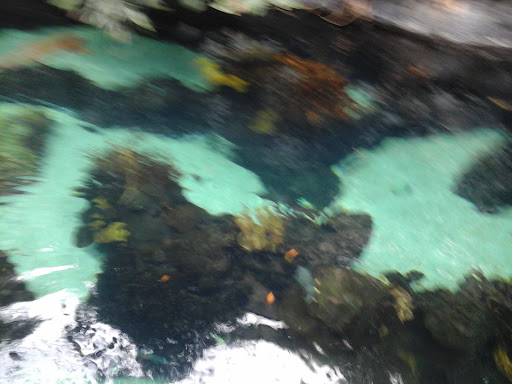 Gift Shop «Minnesota Zoo Gift Shop», reviews and photos, 13000 Zoo Blvd, Apple Valley, MN 55124, USA