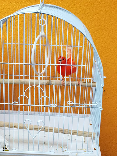 Pet Store «Wildside Pets», reviews and photos, 1042 N Higley Rd #105, Mesa, AZ 85205, USA