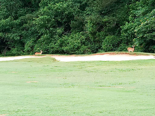 Golf Course «Alfred Tup Holmes Golf Course», reviews and photos, 2300 Wilson Dr SW, Atlanta, GA 30311, USA
