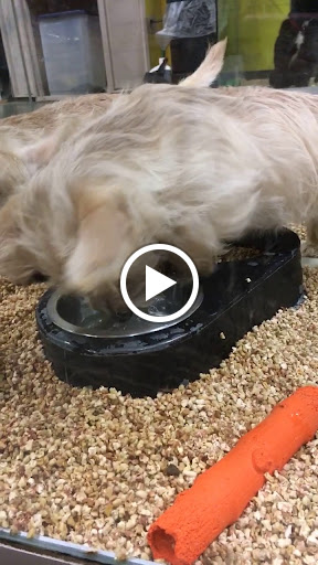 Pet Store «Critter Cabana - Wilsonville», reviews and photos, 8406 SW Main St #200, Wilsonville, OR 97070, USA