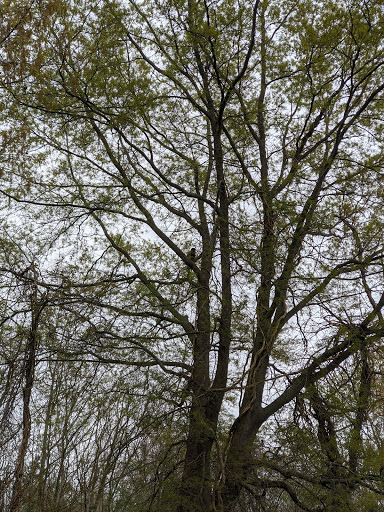 Boat Rental Service «Blackwater Paddle and Pedal Adventures», reviews and photos, 2524 Key Wallace Dr, Cambridge, MD 21613, USA