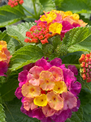 Plant Nursery «Rockin E Country Store», reviews and photos, 1201 W 500 S, Woods Cross, UT 84087, USA