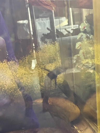 Pet Store «Birds & Beasts Pet Shop», reviews and photos, 35 Berkshire Dr # 18, Crystal Lake, IL 60014, USA