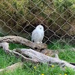 Snowy Owl Exhibit