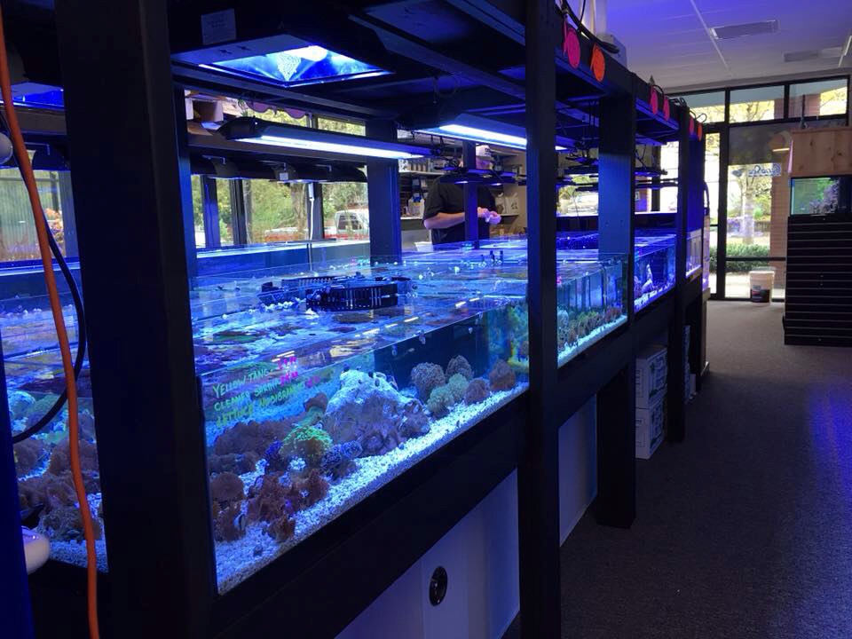 All Things Aquariums