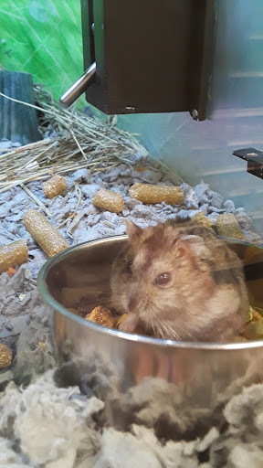 Pet Supply Store «PetSmart», reviews and photos, 476 Corwin Nixon Blvd, South Lebanon, OH 45065, USA